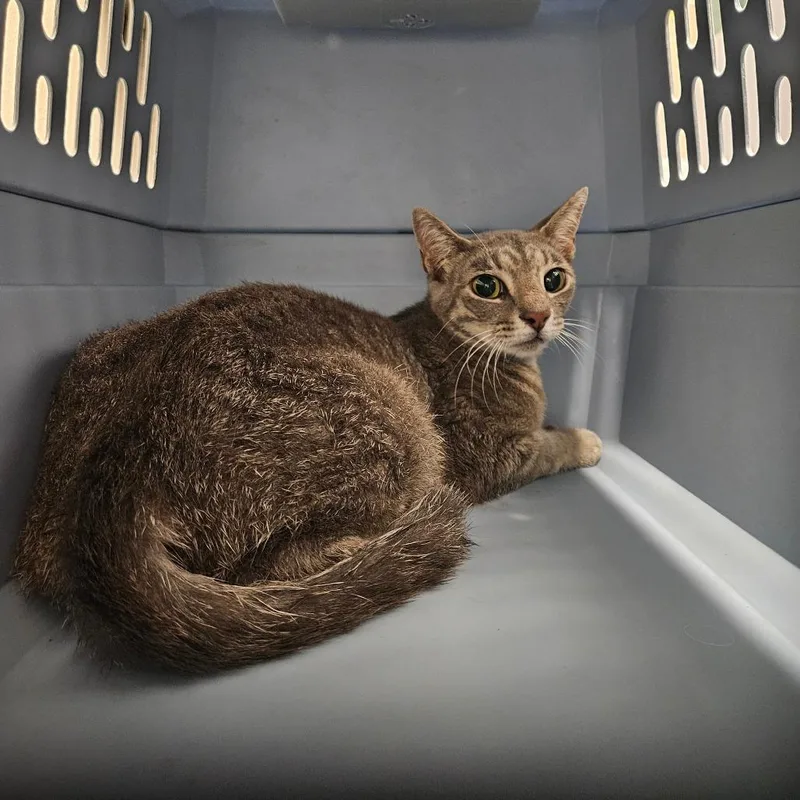 A young medium-sized female Brown / Chocolate American Shorthair cat named Duffy for adoption in Lake Jackson, TX