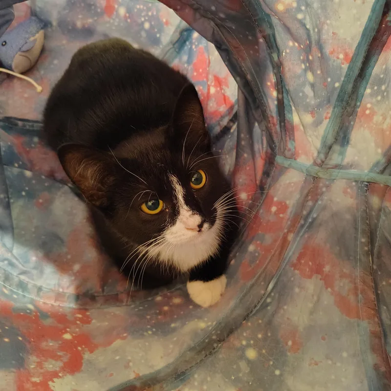 Virgo & Libra [bonded