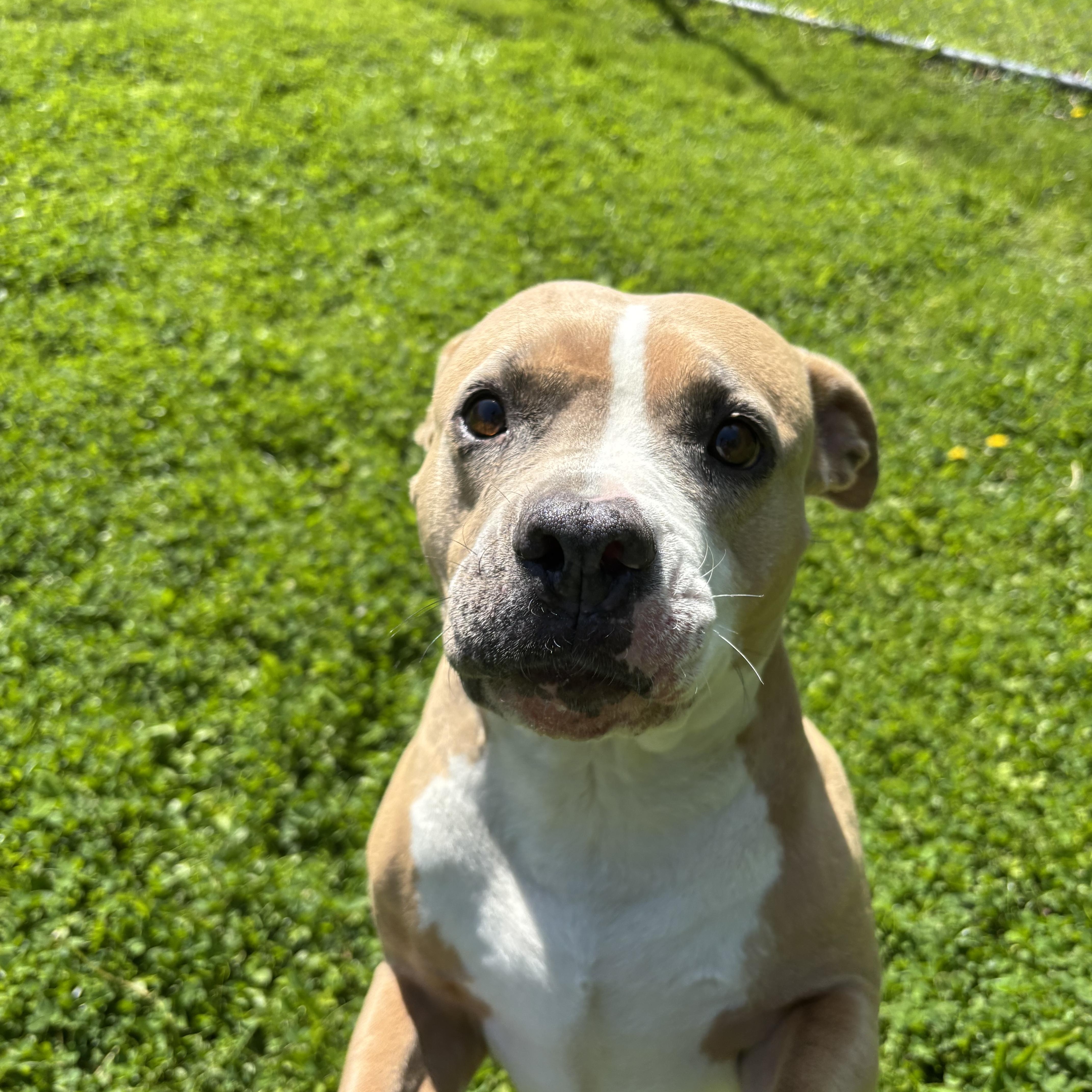 An adult large-sized female Apricot / Beige Pit Bull Terrier dog named Fawn for adoption in Circleville, OH