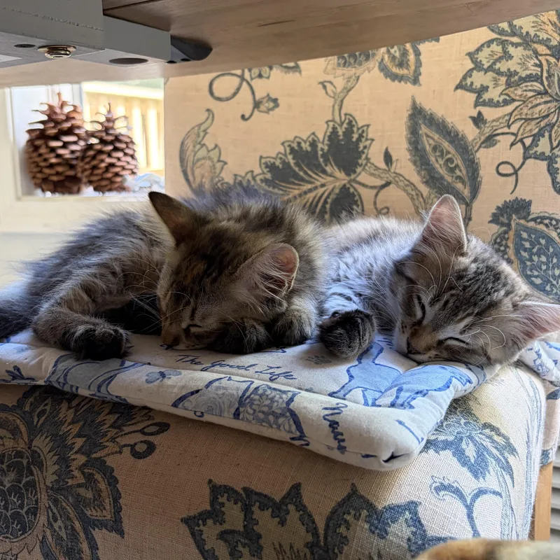 A baby small-sized female Tabby (Tiger Striped) Domestic Short Hair cat named Maisie & Daisy for adoption in Huntington, MA