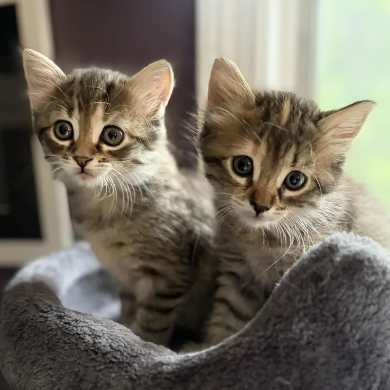 Maisie & Daisy thumbnail 2