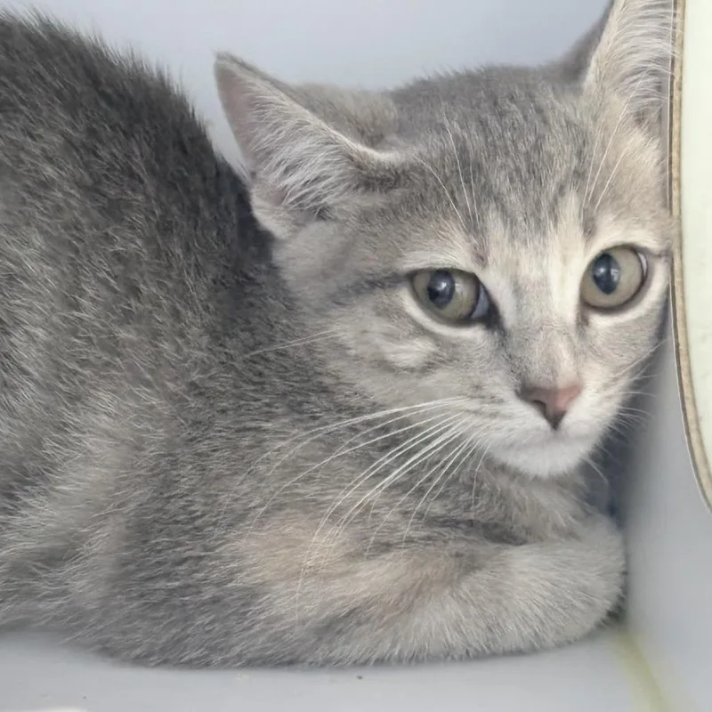 A baby small-sized female Gray / Blue / Silver Domestic Short Hair cat named Lilo for adoption in Tyler, TX