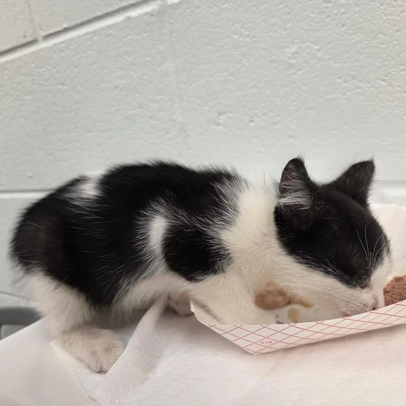 A baby small-sized female Black Domestic Short Hair cat named Porridge for adoption in Chattanooga, TN