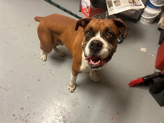 An adult large-sized male Boxer dog named Ramble for adoption in Ocala, FL