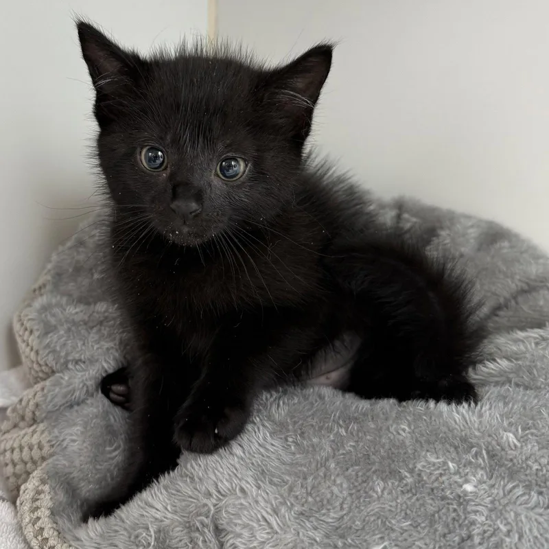 A baby small-sized female Black Domestic Short Hair cat named Thistle for adoption in Oakland, CA