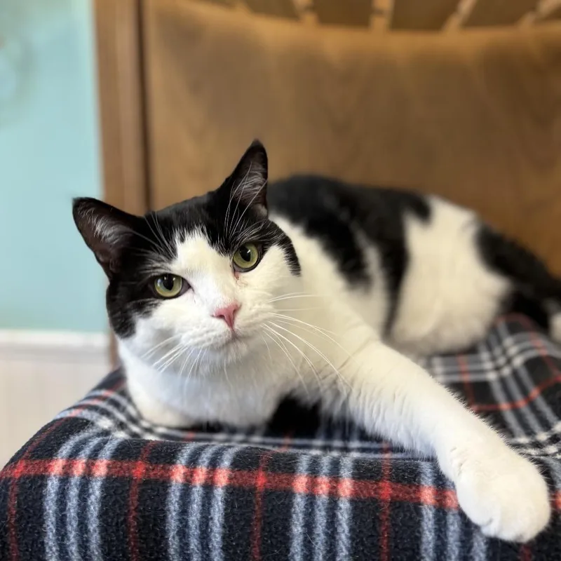 An adult extra large-sized male Black Domestic Short Hair cat named Minerva Mink for adoption in Fargo, ND