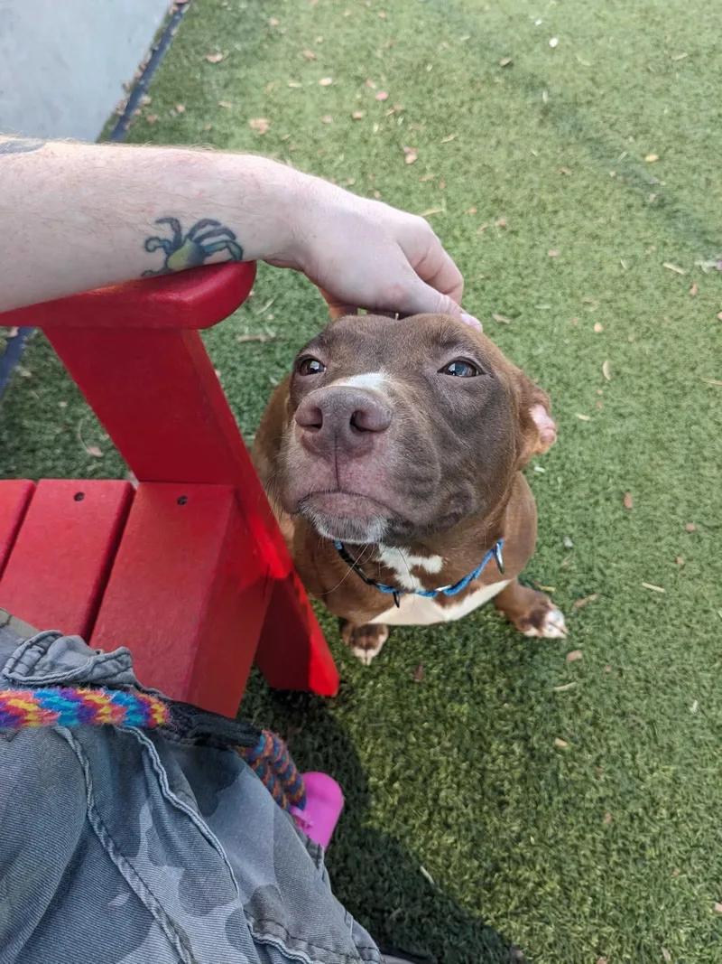 An adult medium-sized female Terrier dog named Savannah for adoption in Holbrook, NY