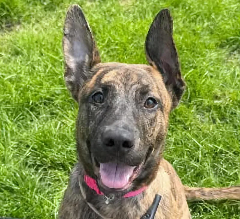 A baby medium-sized female Bicolor Pit Bull Terrier dog named Luna for adoption in Euclid, OH