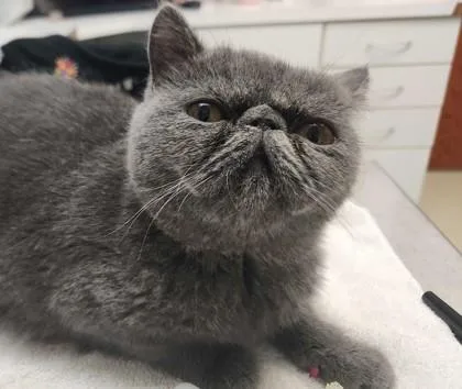 Blueberry