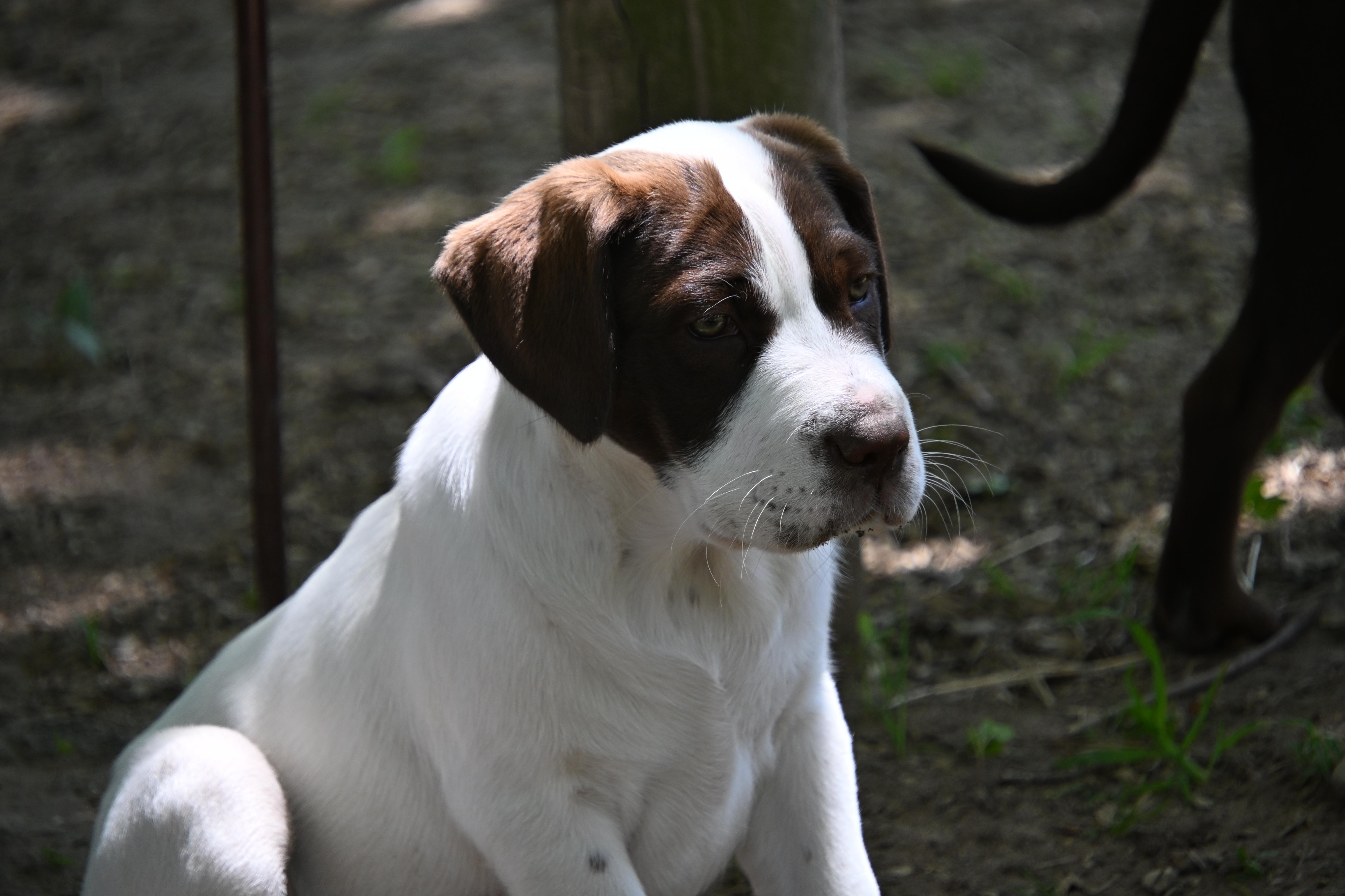A baby medium-sized female Brown / Chocolate English Pointer dog named Jesse for adoption in South Bend, IN