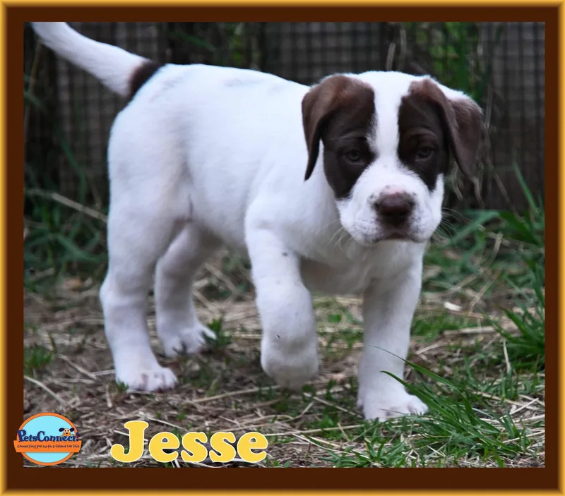Jesse thumbnail 2