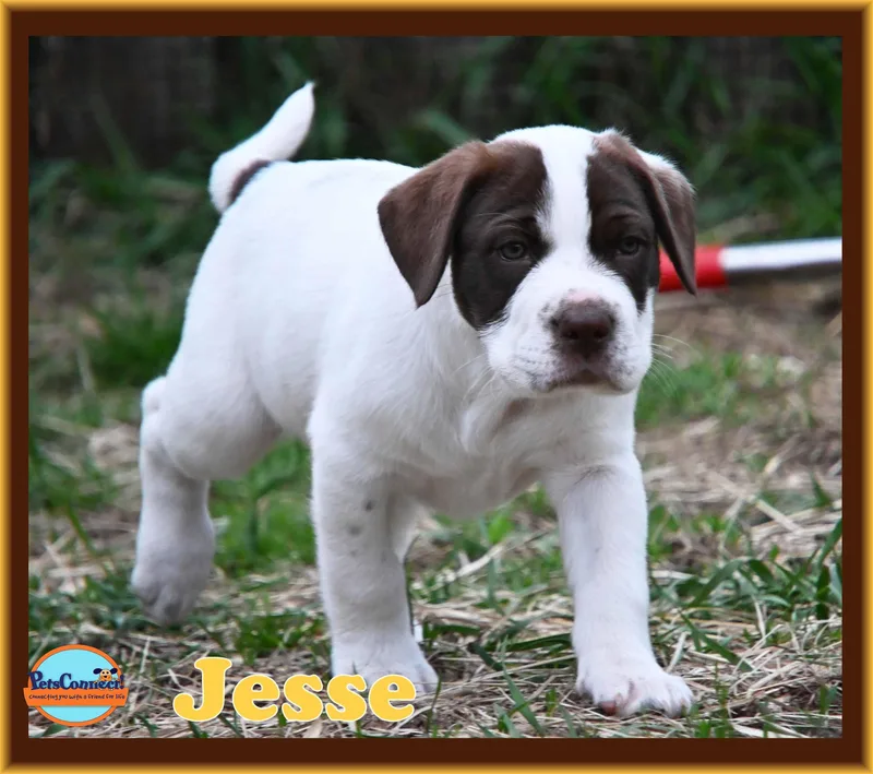 Jesse thumbnail 4