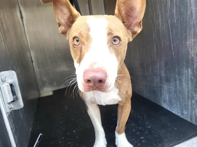 A young small-sized male Terrier dog named Eddie for adoption in San Antonio, TX