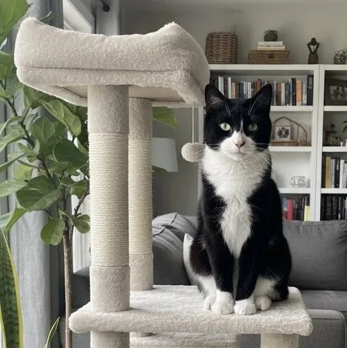 A young medium-sized female Black & White / Tuxedo Tuxedo cat named Diamond for adoption in Cedars, PA