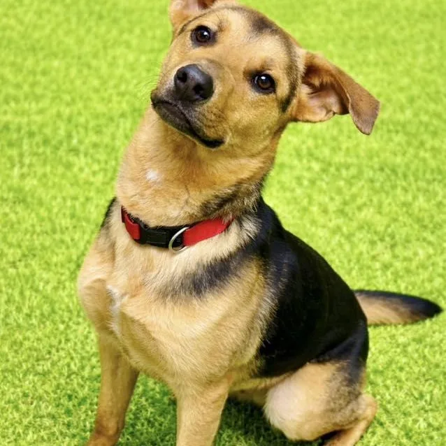 A young medium-sized male German Shepherd Dog dog named Frankie for adoption in Battle Creek, MI