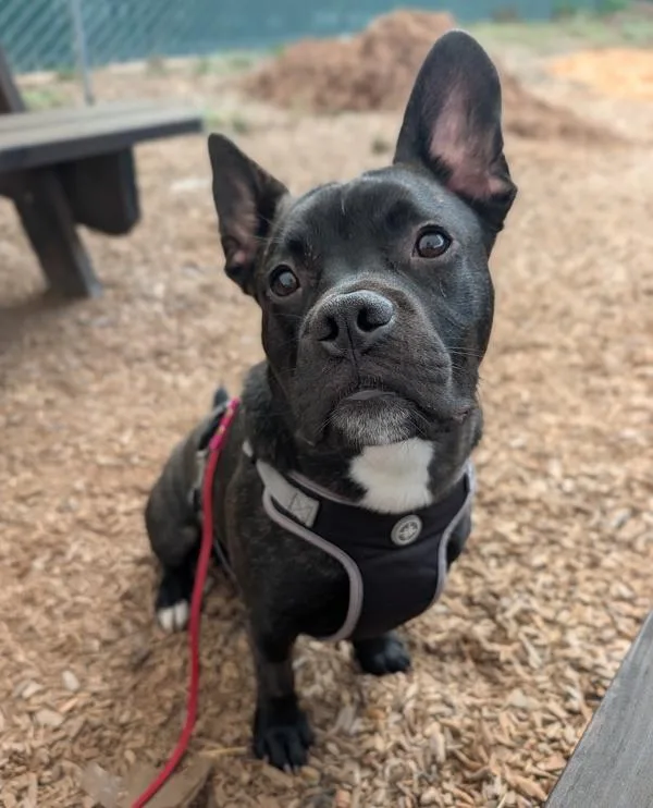 A young medium-sized male French Bulldog dog named Melon Baby for adoption in Santa Rosa, CA
