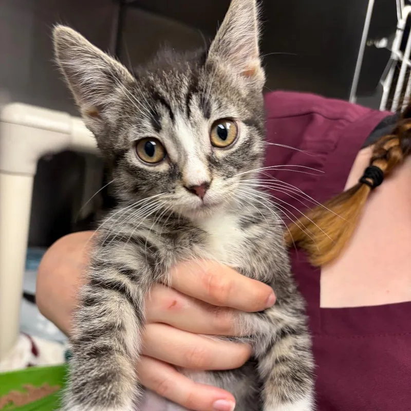 A baby small-sized female Brown / Chocolate Domestic Short Hair cat named Timber for adoption in Mentor, OH