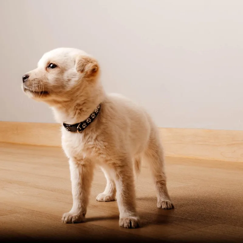 A baby medium-sized female White / Cream Cattle Dog dog named Journey D for adoption in Minnetonka, MN