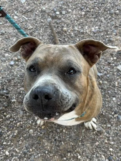An adult large-sized male Pit Bull Terrier dog named Shiitake for adoption in El Paso, TX