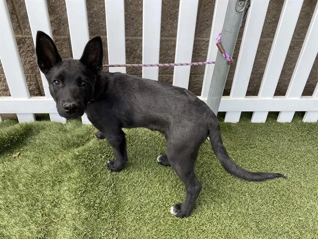 A baby small-sized male German Shepherd Dog dog named A for adoption in Modesto, CA