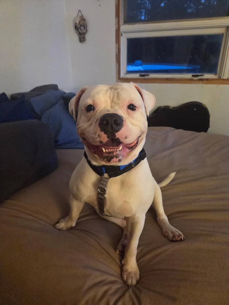 A young medium-sized male White / Cream American Bulldog dog named Jaws aka Jawnothan for adoption in Clay, NY