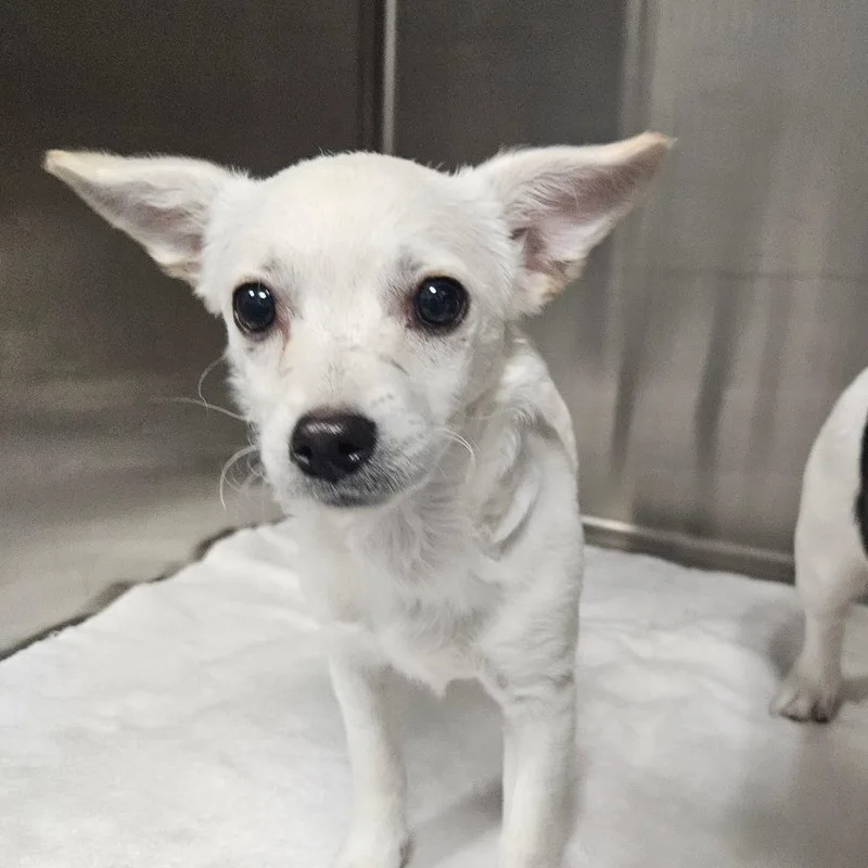 A baby small-sized female White / Cream Chihuahua dog named Blancita for adoption in Greensboro, NC