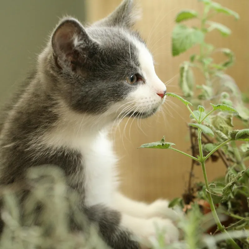 A senior large-sized male Domestic Short Hair cat named Buddy for adoption in Shelbyville, IN