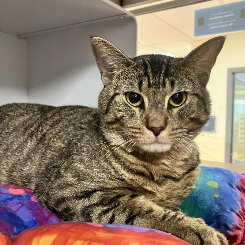 An adult large-sized male Brown / Chocolate Domestic Short Hair cat named Link for adoption in Briarcliff Manor, NY