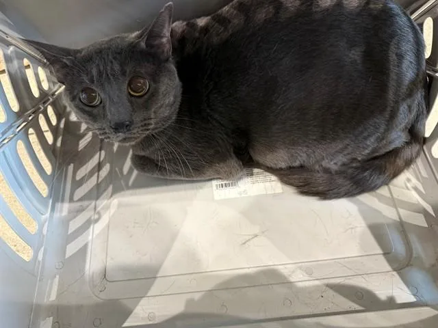 An adult medium-sized female Russian Blue cat named Grey for adoption in Garland, TX