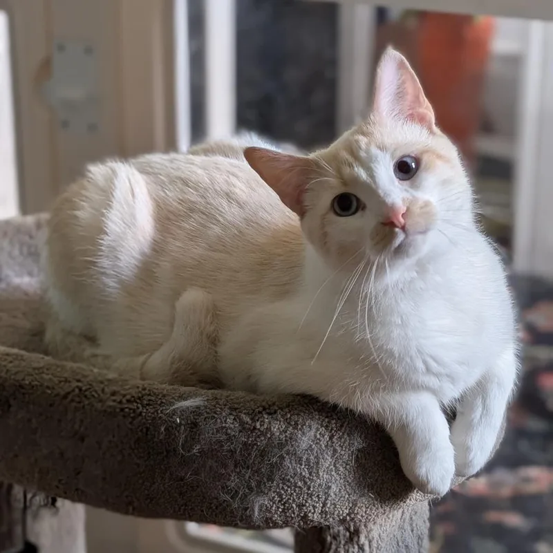 A young small-sized male Flame Point Siamese cat named Gunther for adoption in Lynchburg, VA