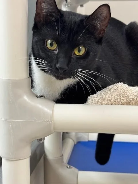 An adult medium-sized male Domestic Short Hair cat named Justin for adoption in Naples, FL