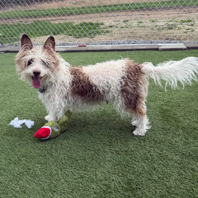 An adult small-sized female White / Cream Mixed Breed dog named Judy Hopps for adoption in East Smithfield , PA