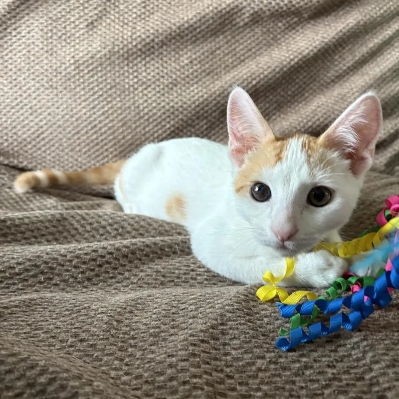A baby small-sized male White Domestic Short Hair cat named Aussie for adoption in League City, TX