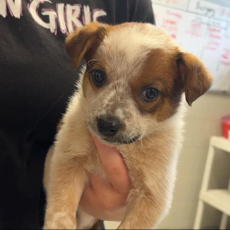A baby medium-sized female Red / Chestnut / Orange Australian Cattle Dog / Blue Heeler dog named Mai Tai for adoption in Normal, IL