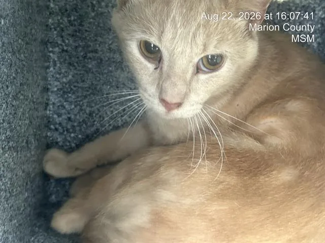 A baby small-sized male Domestic Short Hair cat named Jagur for adoption in Ocala, FL