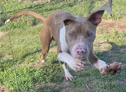 A baby medium-sized male Terrier dog named Cocktail Sauce for adoption in Conway, SC