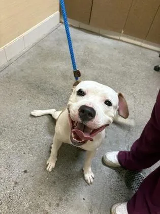 An adult large-sized male Pit Bull Terrier dog named Rush for adoption in Honolulu, HI