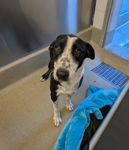 A young large-sized female Border Collie dog named Dottie for adoption in San Martin, CA