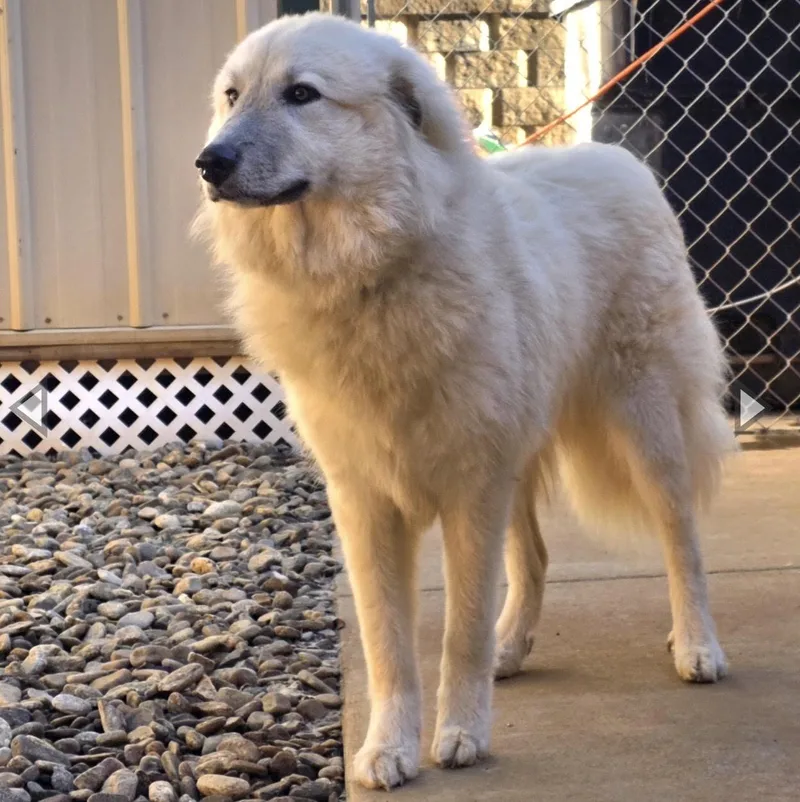 A young extra large-sized female Great Pyrenees dog named Rivie for adoption in Thomasville, NC
