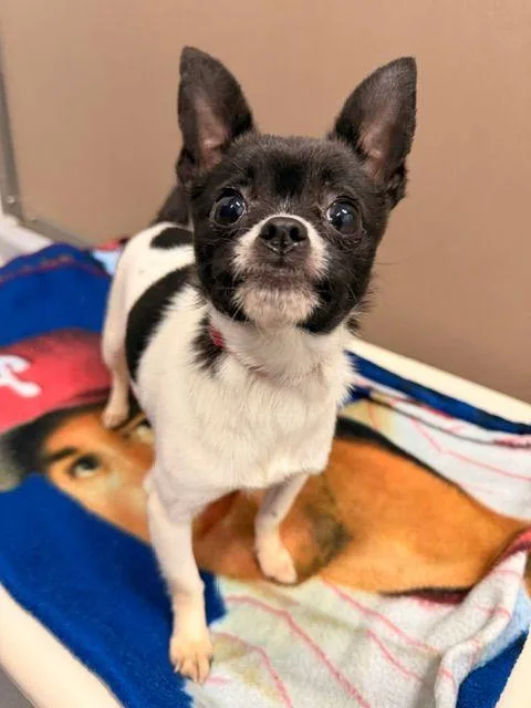 An adult small-sized female Chihuahua dog named Stella for adoption in Carneys Point, NJ