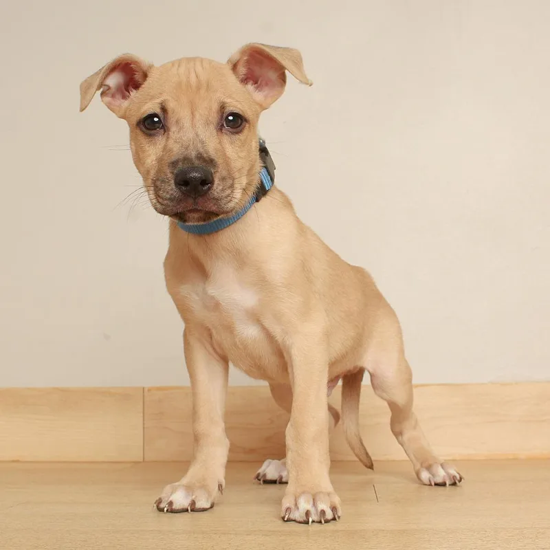 A baby large-sized male Pit Bull Terrier dog named Honeycrisp D for adoption in Minnetonka, MN