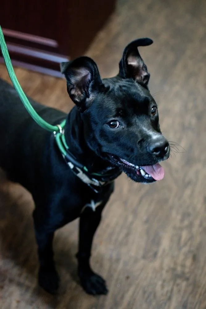 An adult large-sized female Black Pit Bull Terrier dog named Pickles for adoption in Frankfort, NY