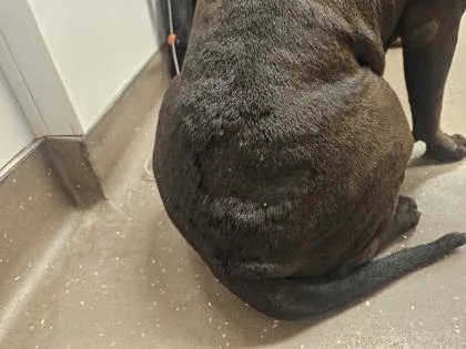 An adult medium-sized female Shar-Pei dog named Carolina for adoption in South Bend, IN