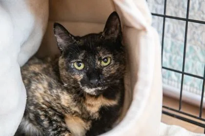 A young medium-sized female Domestic Short Hair cat named Starfish for adoption in Ringoes, NJ
