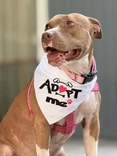 An adult medium-sized female Mixed Breed dog named Skyler for adoption in Jacksonville, FL