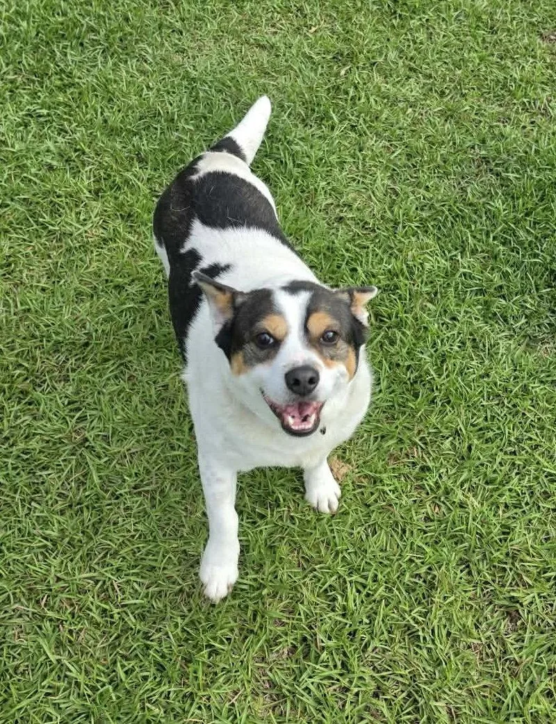 An adult medium-sized male Corgi dog named Jp for adoption in Stephens City, VA