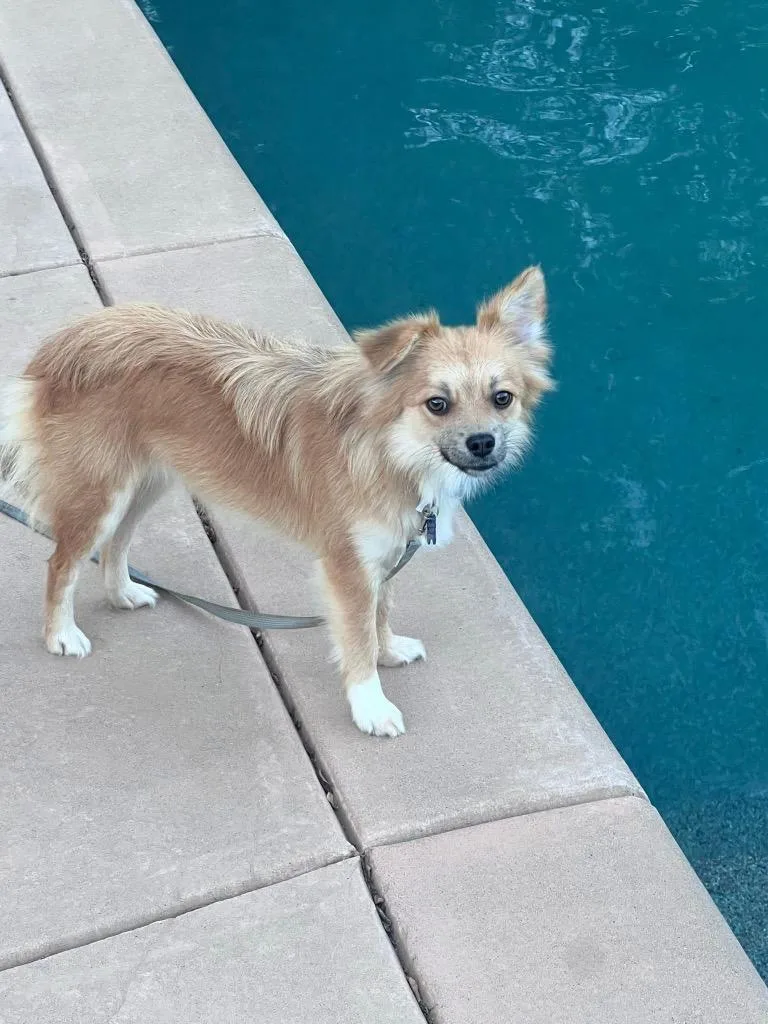 An adult small-sized female Golden Chihuahua dog named Instinct for adoption in Shingle Springs, CA