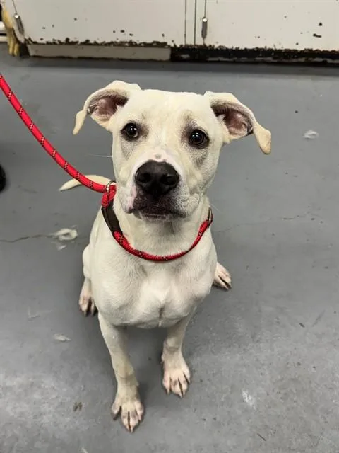 A young large-sized male Pit Bull Terrier dog named Blanda for adoption in Peoria, IL