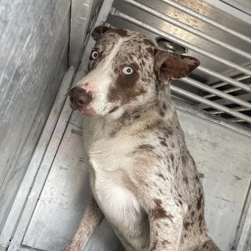 An adult medium-sized male Brown / Chocolate Shepherd dog named Dwight for adoption in Edinburg, TX
