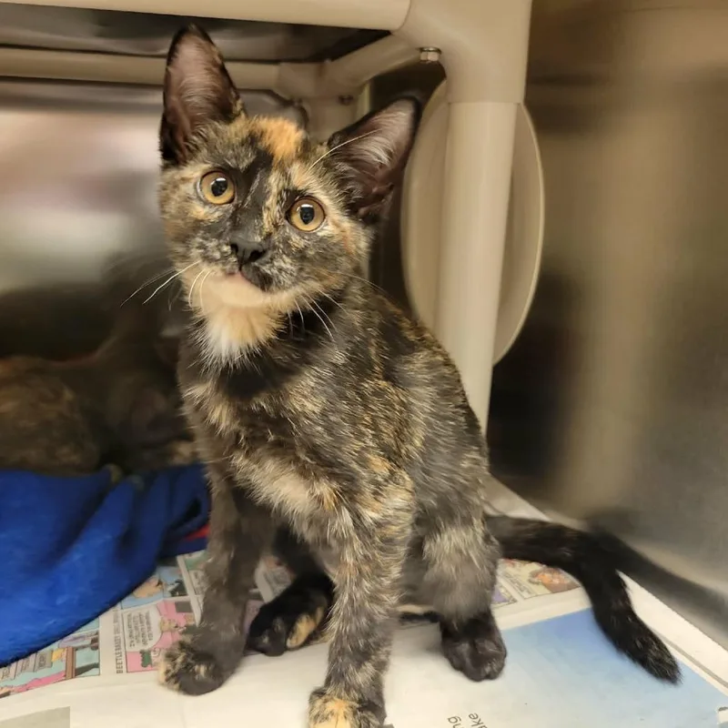 A baby small-sized female Tortoiseshell Domestic Short Hair cat named Hilda for adoption in Columbia, MO